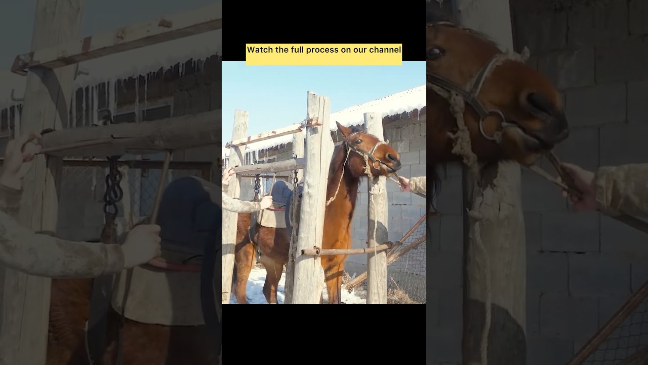 Real Hands, Real Horse Shoeing