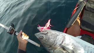 Monster Mackerel Smashed By Shark