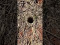 The feeling when you find a burrow 🥳 #shorts #tarantula