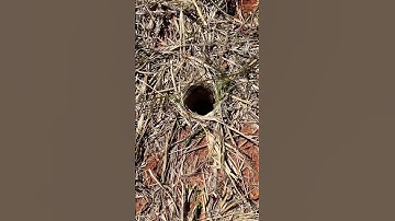 The feeling when you find a burrow 🥳 #shorts #tarantula