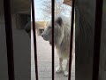 ليو أسد بعضلات ضخمة #wildlife #المراه #lion