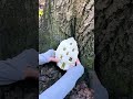 Crafting a Cozy Retreat Inside a Majestic Oak Tree 🌳✨