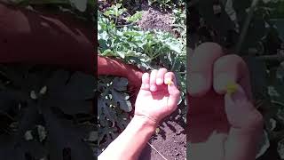 Запилення кавуна як отримати дуже ранню ягоду
