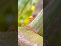 Two Ants Sharing a Sweet Moment 🐜😘 | Nature #trending #shorts