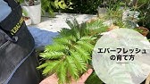 エバーフレッシュの水差しに根が出たので植え付けた Youtube