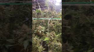 Harvest day Mamosa