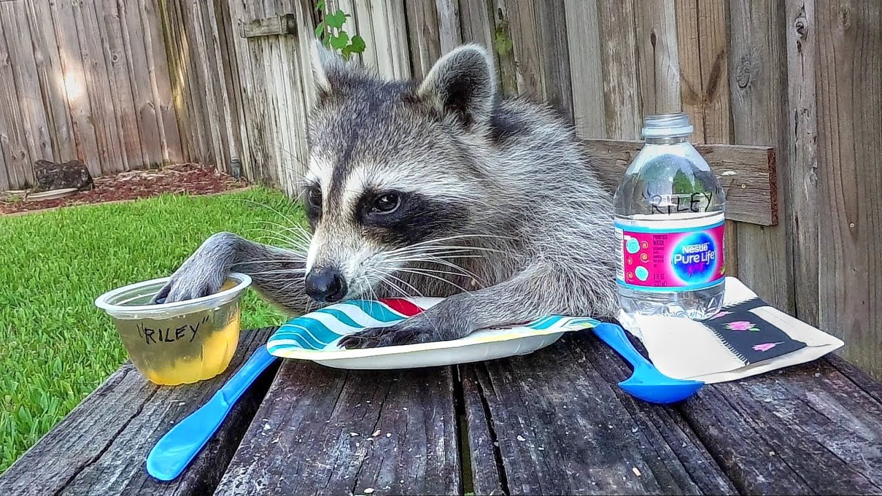 Racoon Riley Riley Raccoon Teaches Table Manners 101 - YouTube