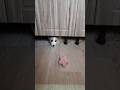 Стёпа опять играет в прятки #топ #corgi #puppy #cute #собака #animals #pets #funny #залипательно