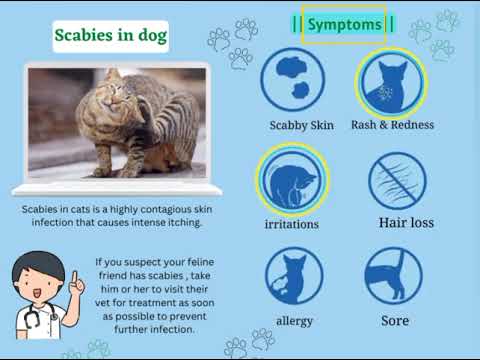 Video: Kašķis un cirpējēdes suņiem un kaķiem: kā tos novērst, ārstēt un novērst