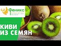 Киви из семян