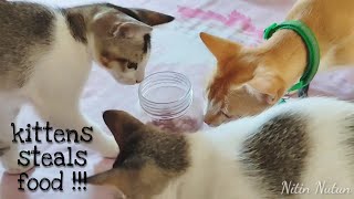 Hungry kittens want to eat | Kitten steals food | Nitin Nutun by Nitin Nutun 164 views 2 years ago 8 minutes, 44 seconds