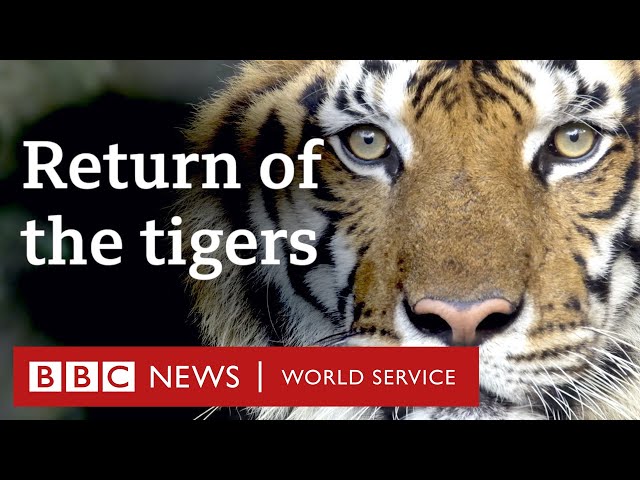 How Nepal is saving its tigers - BBC World Service Documentaries class=