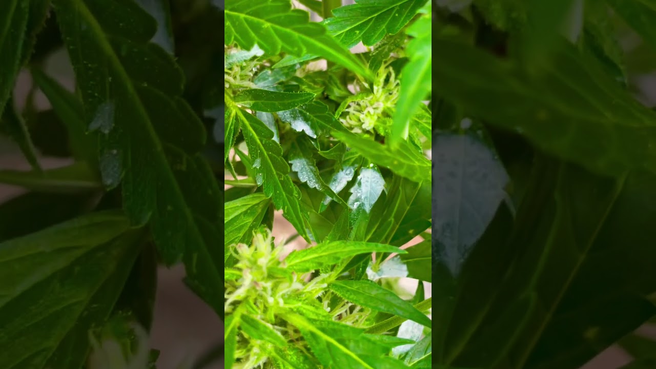 Ist das etwa Mehltau? 😲 