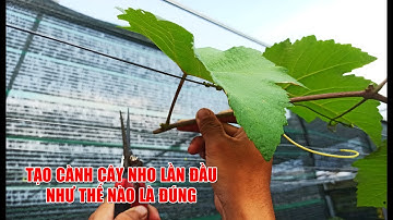 HƯỚNG DẪN CẮT TẠO CÀNH CẤP 1 CHO CÂY NHO | TRẠI NHO GIỐNG KHỞI