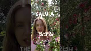 Salvia the perfect beginner plant