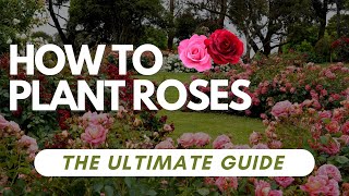 How To Plant Roses - The Ultimate Guide