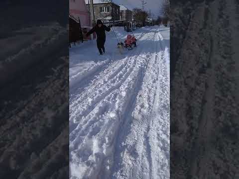 Хаски катает деток