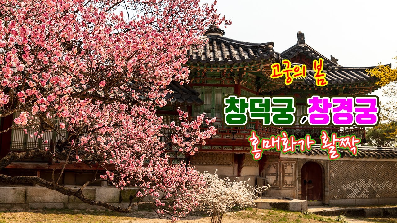 창경궁의 봄|창덕궁 홍매화|창덕궁 후원 돌아보기| 창경궁 춘당지|창경궁 산수유|고궁의 봄|