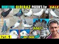 Giribaz pigeon sale of aloke das p1 kalsira  naptakaldumakalasabujsahjahanpuri kabootar sale