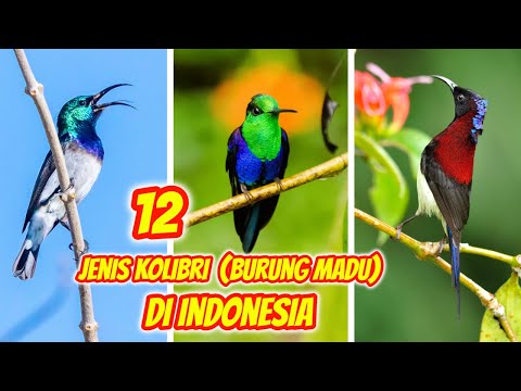Video: Apakah tumbuhan tergantung yang menarik burung kolibri?