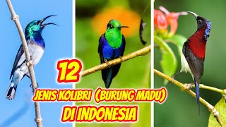 12 Jenis Burung Kolibri Yang Paling Bagus Di Indonesia
