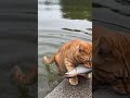 天才小釣手是你？貓咪下水抓魚還一臉得意 😏  | Proud Cat: "Who needs a fishing rod?" (Amazing Catch)#神操作 #一箭雙雕 #加菜 #喵星人