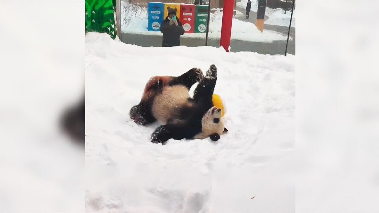 Панда Жуи обрадовался снегопаду в Москве