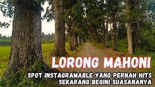 Wisata Purworejo yang Estetis || Lorong Mahoni Nampurejo Purwodadi