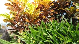 Plants in the Backyard Garden