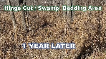 Hinge Cut/Swamp Bedding Area - 1 Year Later