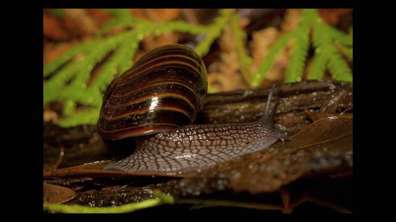 [Wikipedia] Powelliphanta lignaria