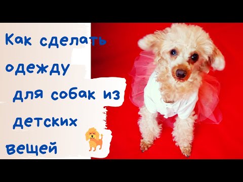 Как сделать одежду для собак из детских вещей. #лайфак от благотворительного проекта #этоМЫнск