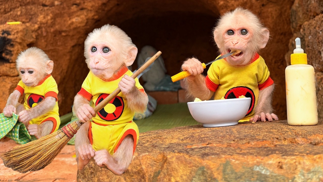 Unbelievable! Smart Monkey Kabi Does His Own Morning Routine Like a Human