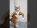 story video #trending #ai #shorts #cat #cartoon #ytshorts #hindi #viral #funny #aivideo #viralvideo