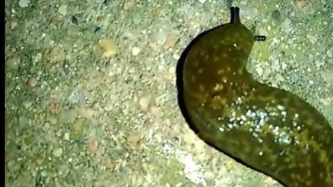 Sapete cosa sono e a che serve quella bava?