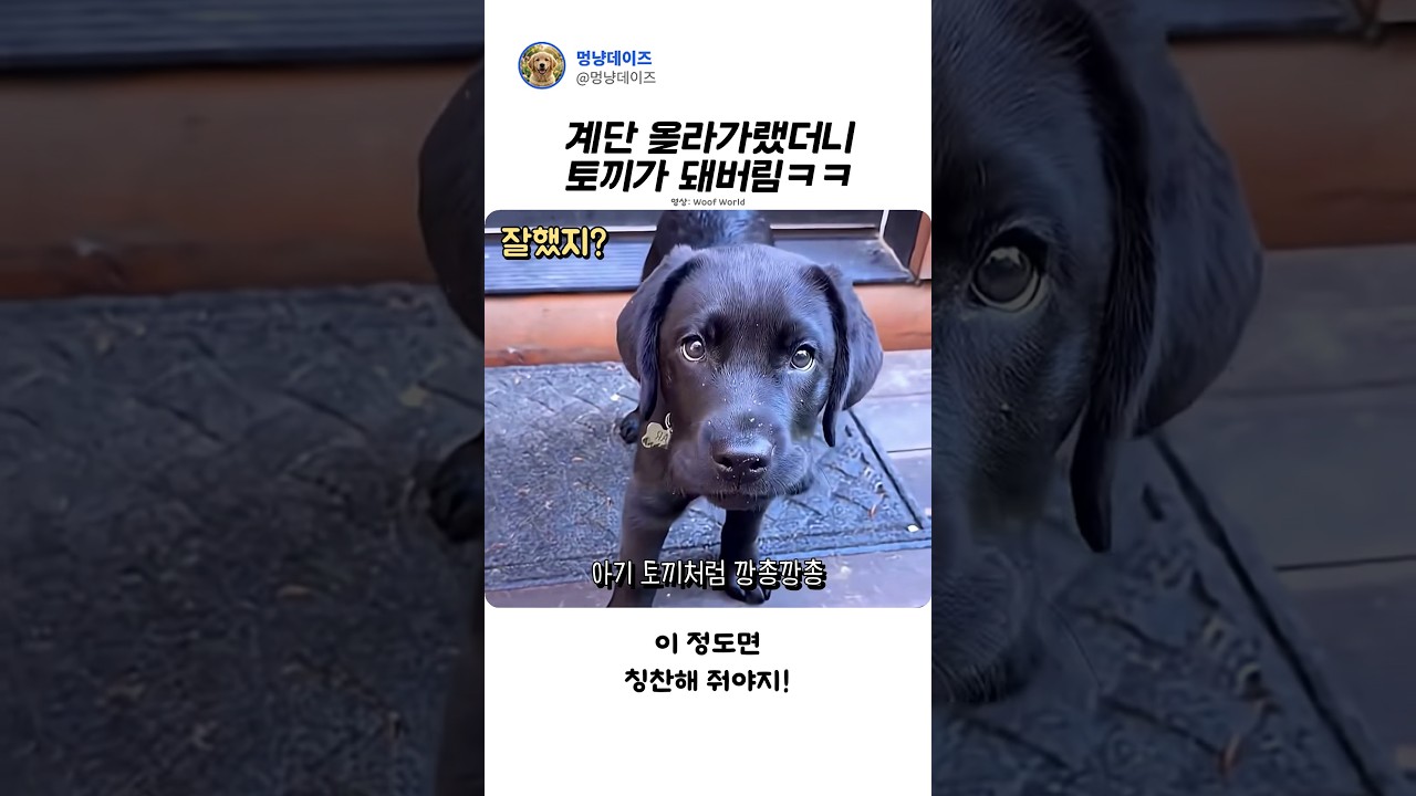 계단 오르다 토끼 된 강아지#Shorts #강아지 #아기강아지 #귀여운영상 #심쿵짤 #댕댕이