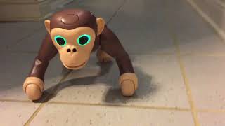 Zoomer Chimp in action
