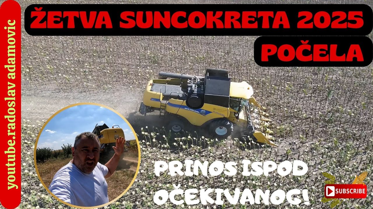 ŽETVA SUNCOKRETA 2025 POČELA, PRINOS ISPOD OČEKIVANOG! ; SUNFLOWER HARVEST 2025 BEGINS, BAD YIELD!