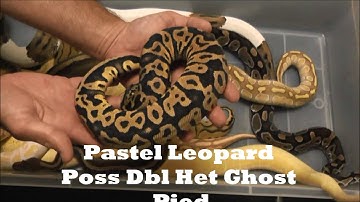 Ball Python Collection 2015