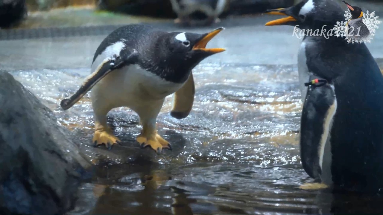 ドクトルペンギン 海響館 ゴクゴク水を飲むジェンツーペンギン ”ドクター” - YouTube