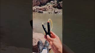 #كلام_من_ذهب #malinoismonday #nature #cat #music #food #malinois