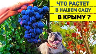 Что Растет на Нашем Участке в Крыму? Английский Бульдог После Родов. Магазин в Крыму. Козы.