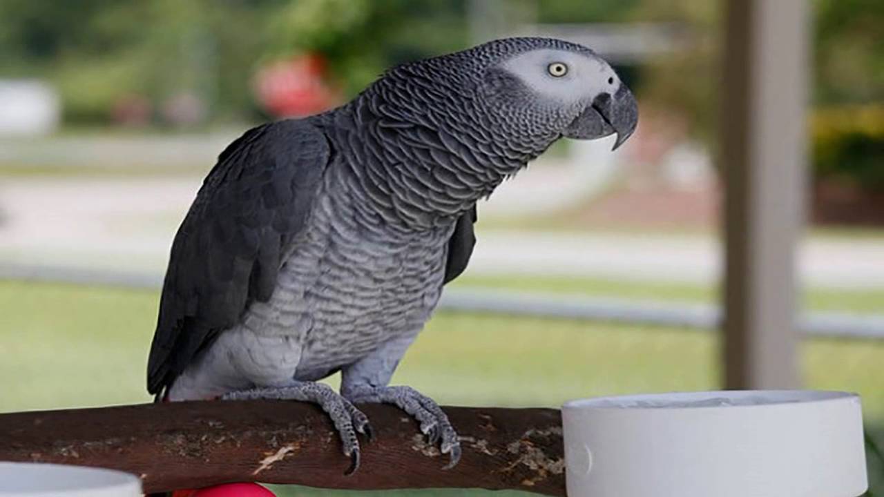 Alternative | Alternative Music | Classical | Scenery Panoramic Parrot