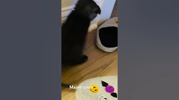 Video 11388171: cute maine coon cat