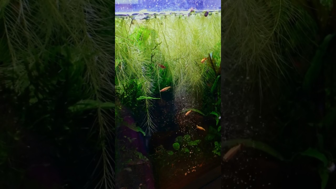 Fish Feeding: Daily Routine 