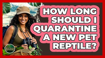 How Long Should I Quarantine a New Pet Reptile?