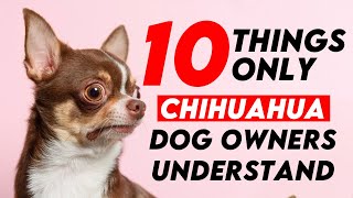 10 Things Only Chihuahua Dog Owners Understand