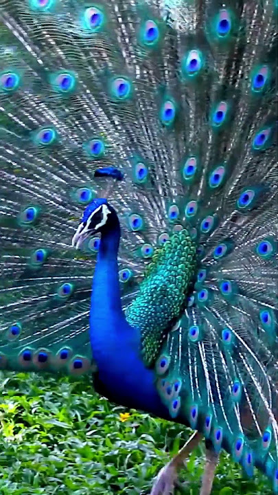 Pesona Eksotis Burung Merak
