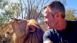 WILD LION Encounter and Flying Fun | The Lion Whisperer