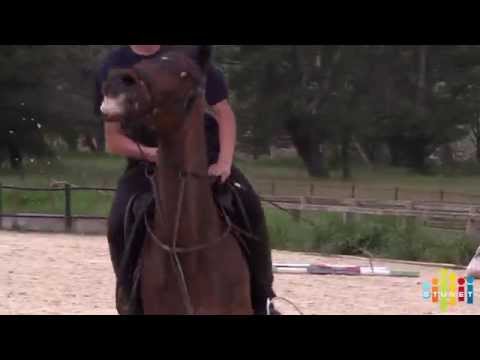 იპოდრომი